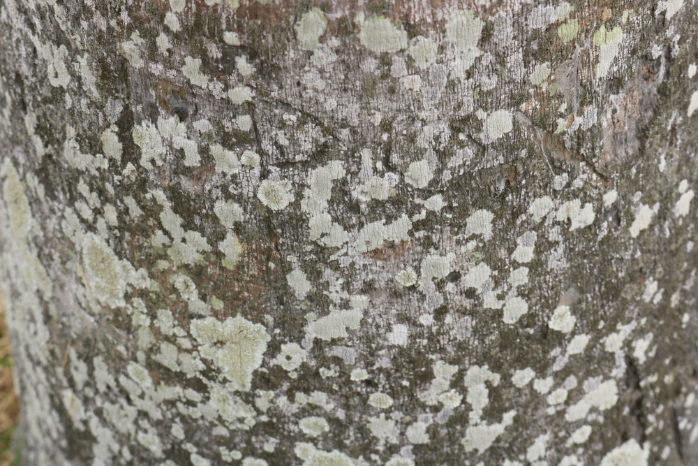 Lichen growing on gray tree bark